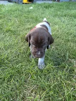 Red male, a male German Shorthaired Pointer for sale in Gibbon, MN – 2 of 2