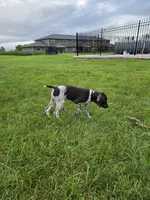 Maximus (800 OBO), a male German Shorthaired Pointer for sale in Gibbon, MN – 4 of 4
