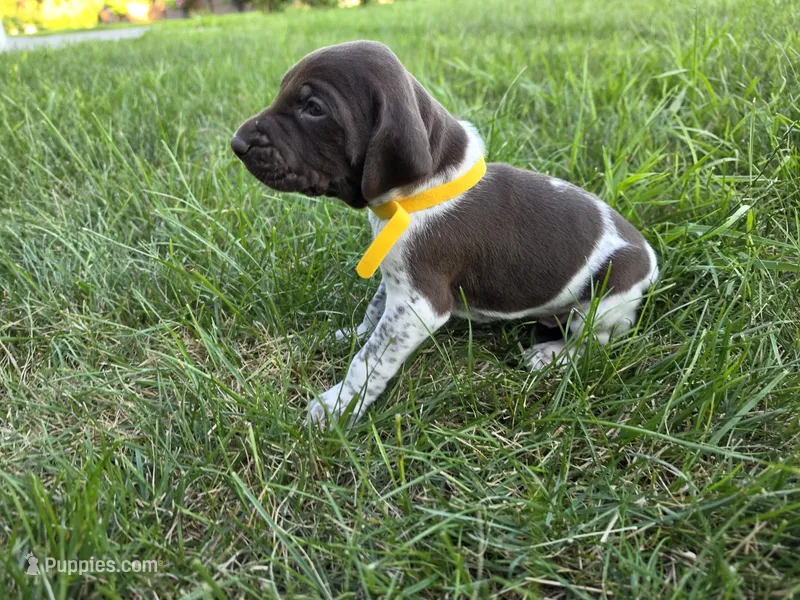 Yellow male – German Shorthaired Pointer puppy for sale in Gibbon, MN