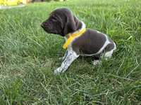 Yellow male, a male German Shorthaired Pointer for sale in Gibbon, MN – 1 of 2