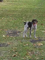 Max, a male German Shorthaired Pointer for sale in Gibbon, MN – 3 of 4