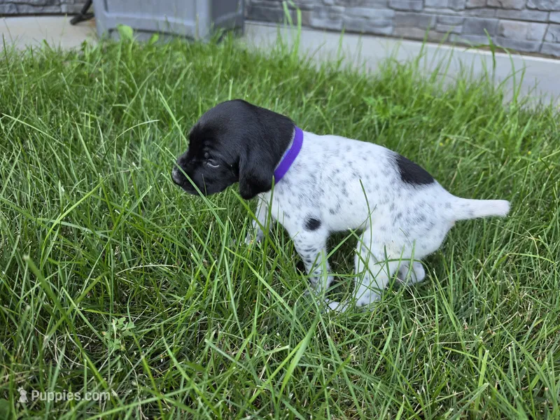Purple Female – German Shorthaired Pointer puppy for sale in Gibbon, MN