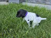 Purple Female, a female German Shorthaired Pointer for sale in Gibbon, MN – 1 of 2