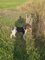 Max, a male German Shorthaired Pointer for sale in Gibbon, MN – 2 of 4