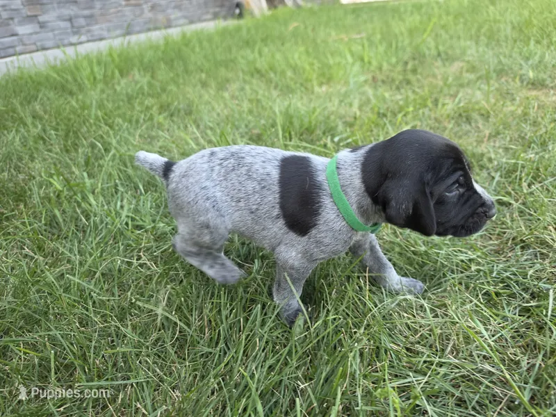 Green Male – German Shorthaired Pointer puppy for sale in Gibbon, MN