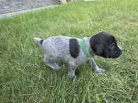 Green Male, a male German Shorthaired Pointer for sale in Gibbon, MN – 1 of 2