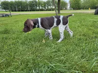 Maximus (800 OBO), a male German Shorthaired Pointer for sale in Gibbon, MN – 3 of 4