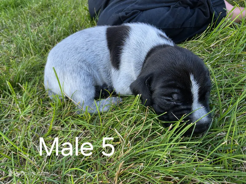 German Shorthair Male 5 – German Shorthaired Pointer puppy for sale in Gibbon, MN