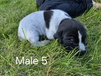 German Shorthair Male 5, a male German Shorthaired Pointer for sale in Gibbon, MN – 1 of 1