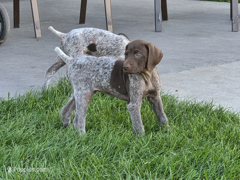 Blue Male (UPDATED) – German Shorthaired Pointer puppy for sale in Gibbon, MN