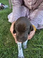 Yellow male, a male German Shorthaired Pointer for sale in Gibbon, MN – 2 of 2