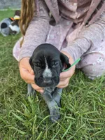 Green Male, a male German Shorthaired Pointer for sale in Gibbon, MN – 2 of 2
