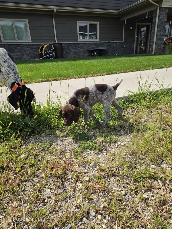 Red male (UPDATED) – German Shorthaired Pointer puppy for sale in Gibbon, MN
