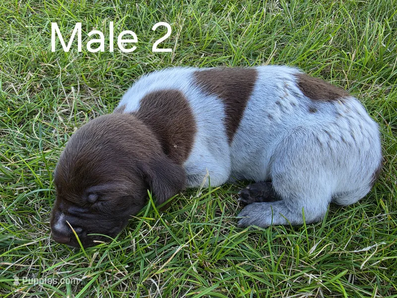 German Shorthair Male 2 – German Shorthaired Pointer puppy for sale in Gibbon, MN