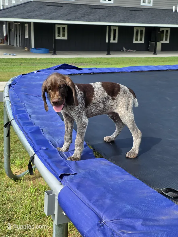 Cedar – German Shorthaired Pointer puppy for sale in Gibbon, MN