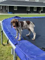 Cedar, a male German Shorthaired Pointer for sale in Gibbon, MN – 1 of 1