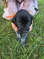 Orange Male, a male German Shorthaired Pointer for sale in Gibbon, MN – 2 of 2