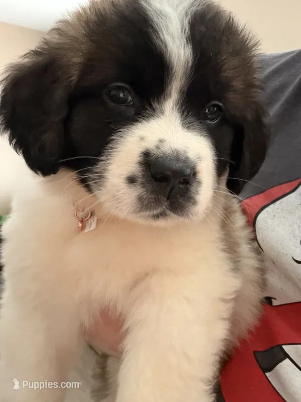 Daisy  – Saint Bernard puppy for sale in Franklin, OH