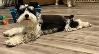 Lanie, a female Miniature Schnauzer for sale in Nevada, MO – 3 of 3