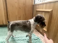 Maverick , a male Miniature Schnauzer for sale in Nevada, MO – 2 of 3