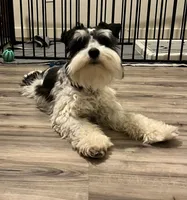 Lanie, a female Miniature Schnauzer for sale in Nevada, MO – 2 of 3