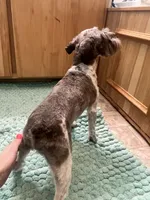 Maverick , a male Miniature Schnauzer for sale in Nevada, MO – 1 of 3