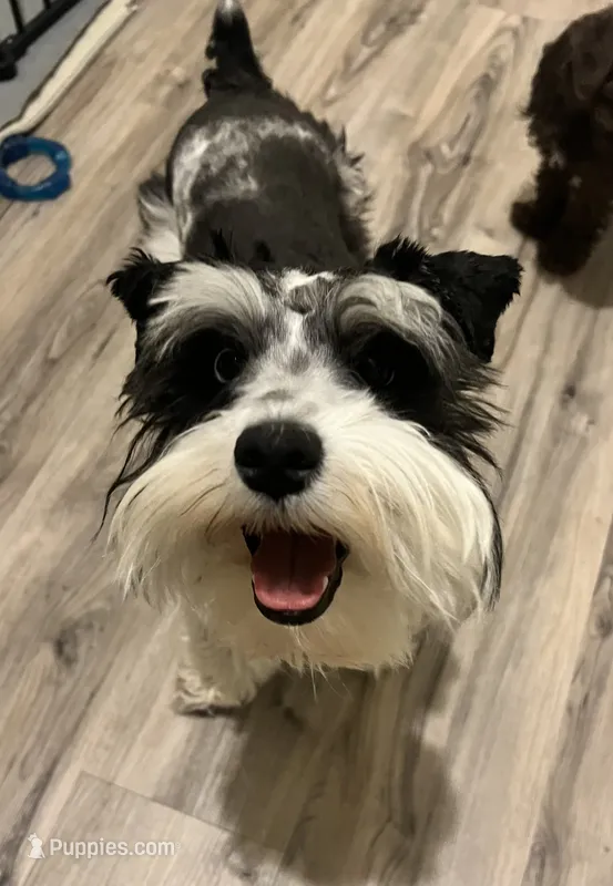 Lanie – Miniature Schnauzer puppy for sale in Nevada, MO