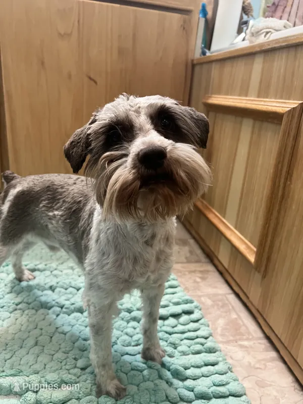 Maverick  – Miniature Schnauzer puppy for sale in Nevada, MO