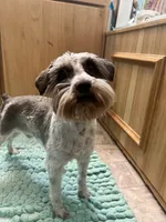Maverick , a male Miniature Schnauzer for sale in Nevada, MO – 3 of 3