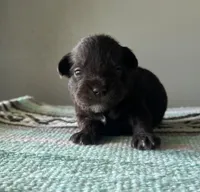 Cruz, a male Miniature Schnauzer for sale in Nevada, MO – Photo 3 of 5