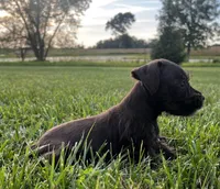 Cruz, a male Miniature Schnauzer for sale in Nevada, MO – Photo 2 of 5