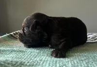 Cruz, a male Miniature Schnauzer for sale in Nevada, MO – Photo 5 of 5