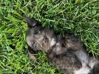 Cruz, a male Miniature Schnauzer for sale in Nevada, MO – Photo 1 of 5