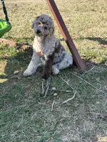 Nala, a female Goldendoodle for sale in Iva, SC – Photo 2 of 2