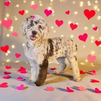 Nala, a female Goldendoodle for sale in Iva, SC – Photo 1 of 2