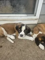 Poseidon , a male Saint Bernard for sale in Keizer, OR – 2 of 9