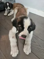 Poseidon , a male Saint Bernard for sale in Keizer, OR – 4 of 9