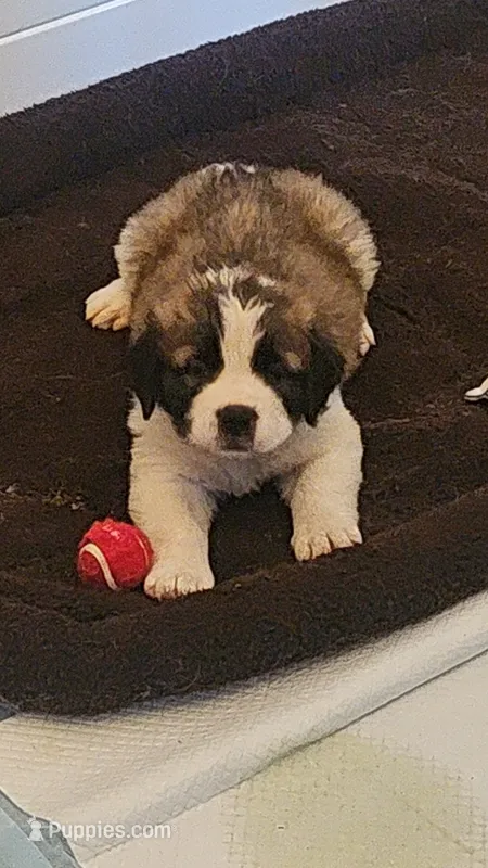 Zeus – Saint Bernard puppy for sale in Keizer, OR
