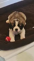 Zeus, a male Saint Bernard for sale in Keizer, OR – 1 of 3