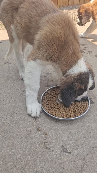 Poseidon , a male Saint Bernard for sale in Keizer, OR – 7 of 9