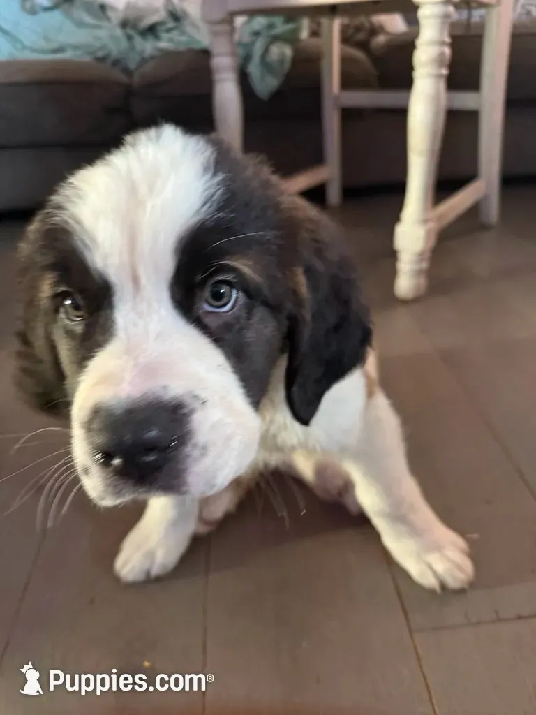 Poseidon , a male Saint Bernard for sale in Keizer, OR – 5 of 9