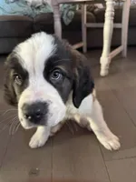 Poseidon , a male Saint Bernard for sale in Keizer, OR – 2 of 2