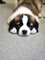 Zeus, a male Saint Bernard for sale in Keizer, OR – 2 of 3
