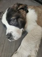 Poseidon , a male Saint Bernard for sale in Keizer, OR – 6 of 9