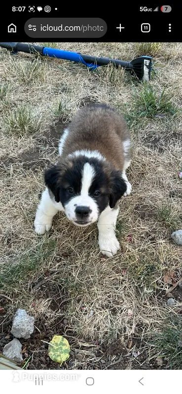 Dasiy Jr  – Saint Bernard puppy for sale in Keizer, OR