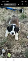 Dasiy Jr , a female Saint Bernard for sale in Keizer, OR – 2 of 3