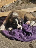 Lucy, a female Saint Bernard for sale in Keizer, OR – 2 of 2