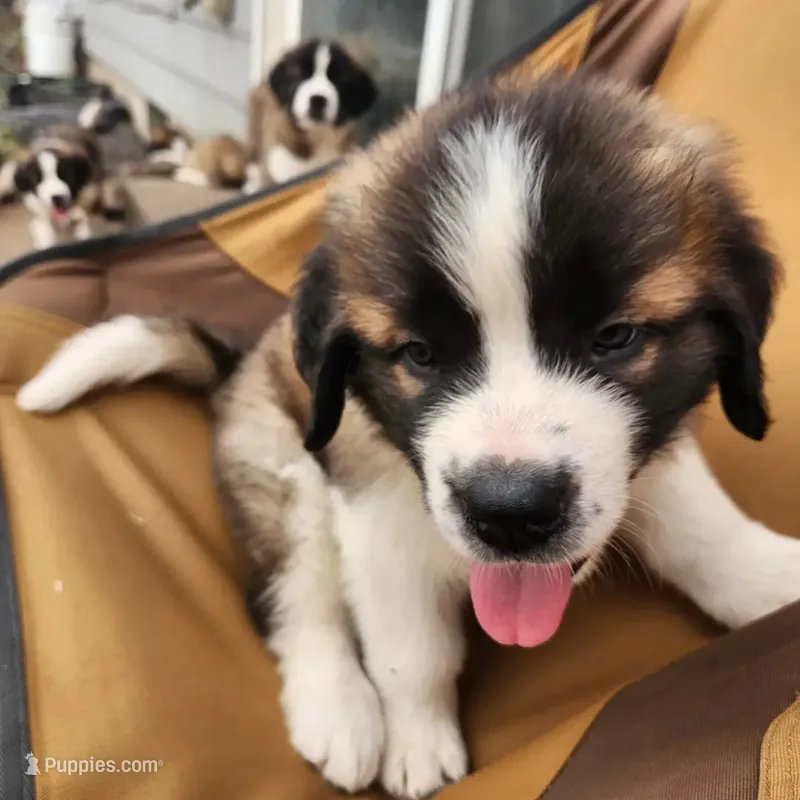 Sophie – Saint Bernard puppy for sale in Keizer, OR