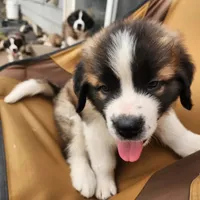 Sophie, a female Saint Bernard for sale in Keizer, OR – 1 of 3