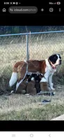 Sophie, a female Saint Bernard for sale in Keizer, OR – 2 of 3